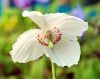 Show product details for Meconopsis Edrom White